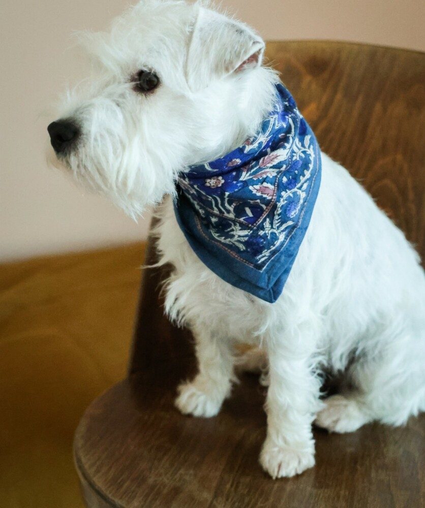 Foulard petit format – Uma bleu cobalt