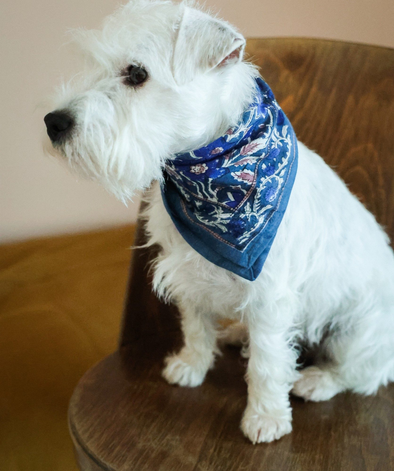 Foulard petit format – Uma bleu cobalt